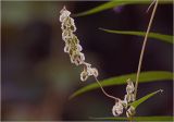 Fallopia dumetorum