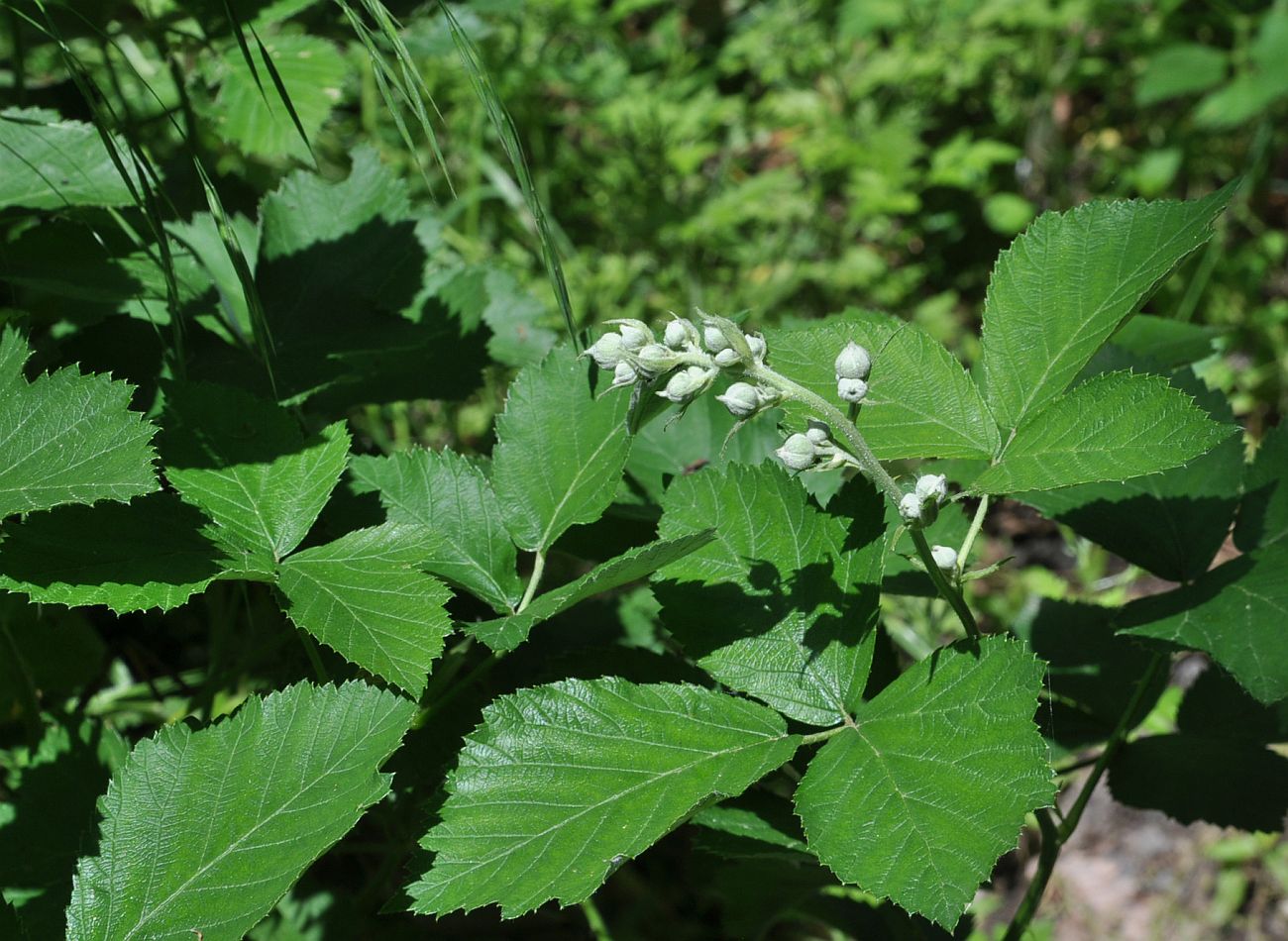 Изображение особи род Rubus.