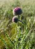 Carduus uncinatus