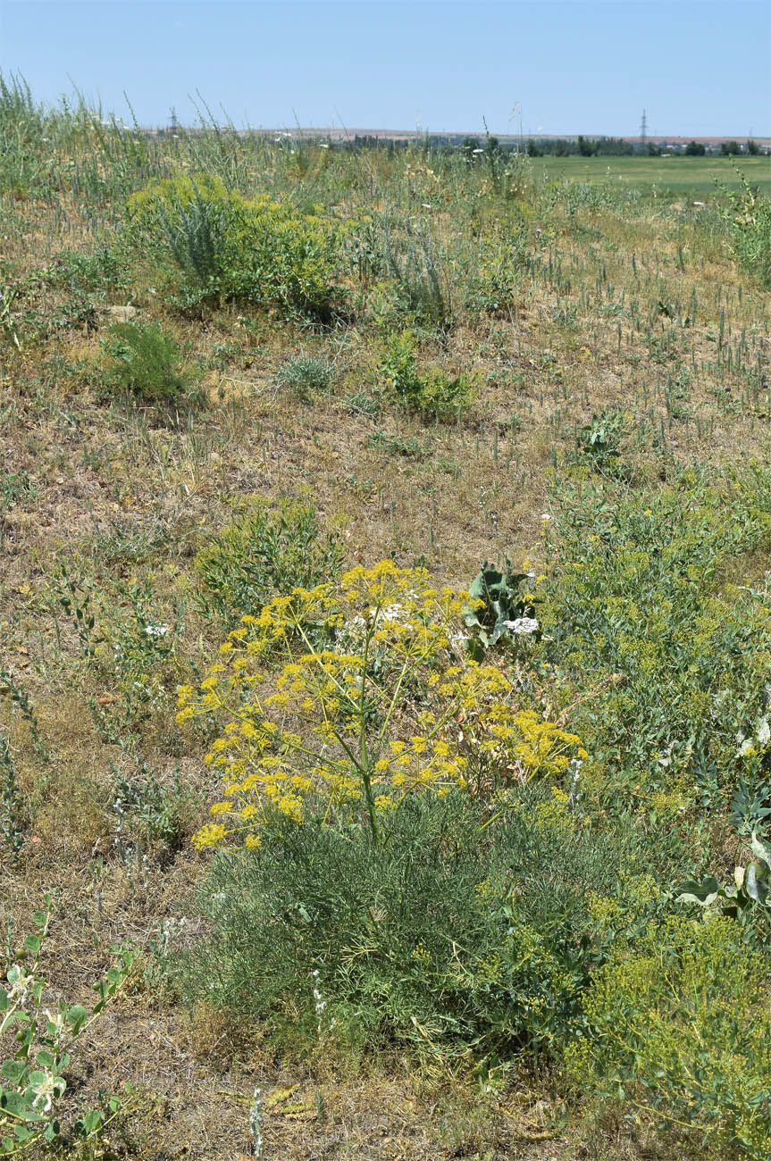 Image of Prangos ornata specimen.