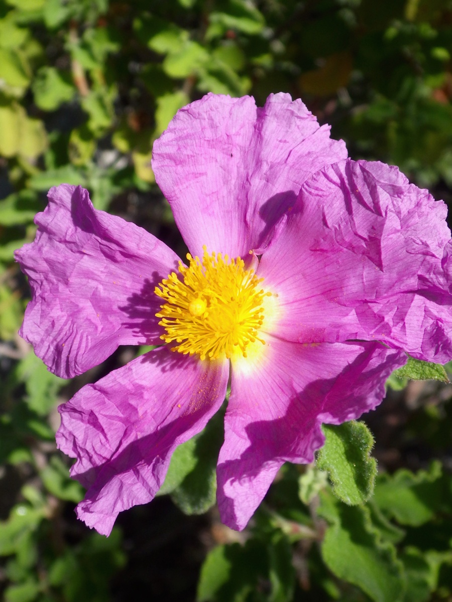 Image of Cistus creticus specimen.