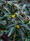 Berberis julianae