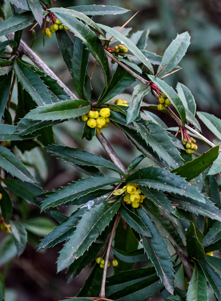 Image of Berberis julianae specimen.