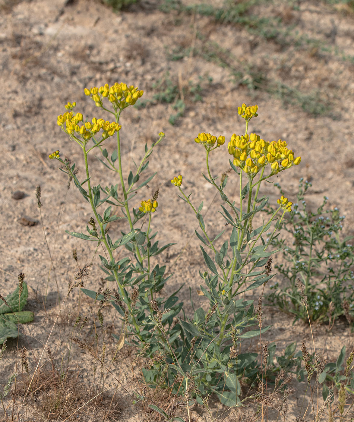 Image of Haplophyllum pedicellatum specimen.