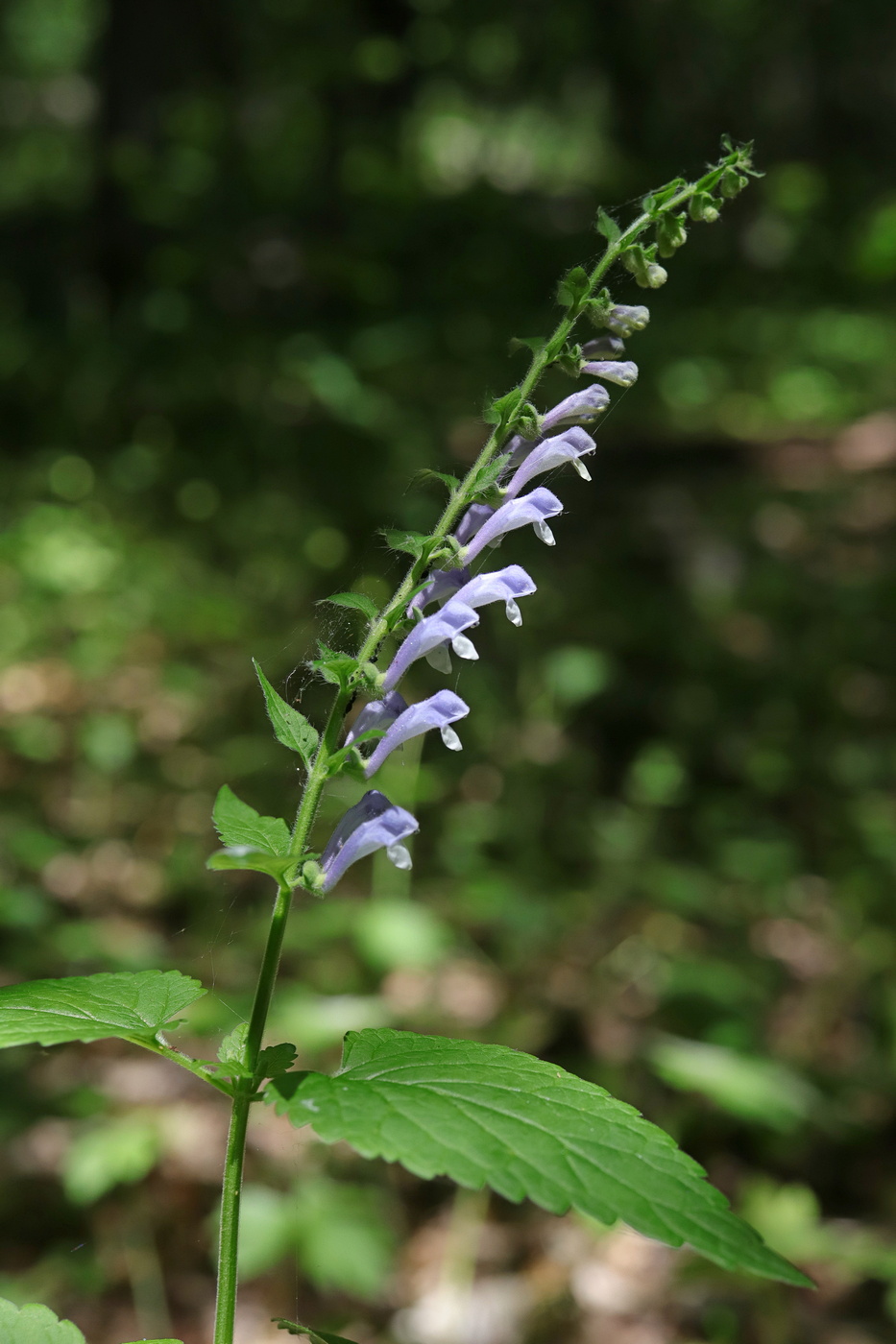 Изображение особи Scutellaria altissima.