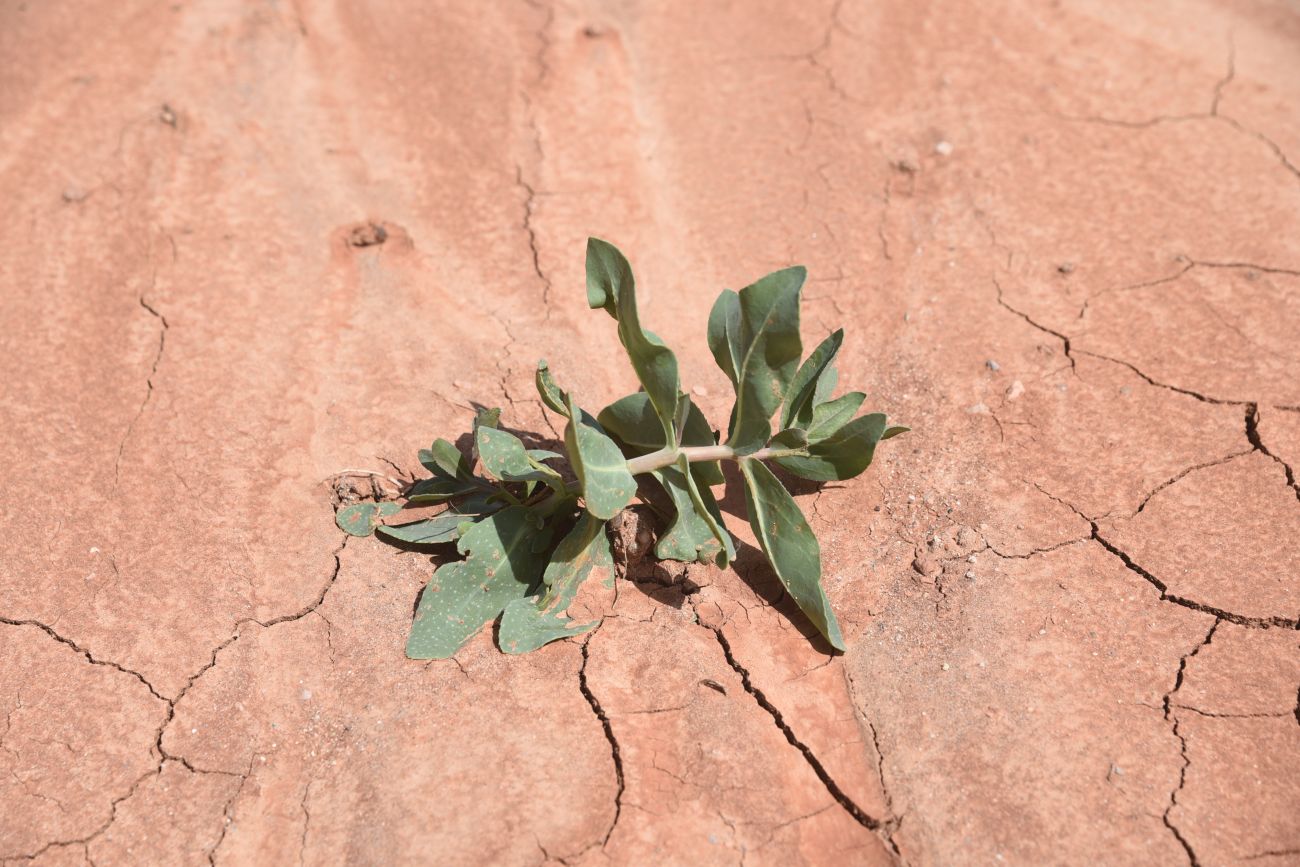 Image of Caccinia macranthera specimen.