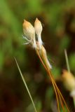 Polytrichum swartzii