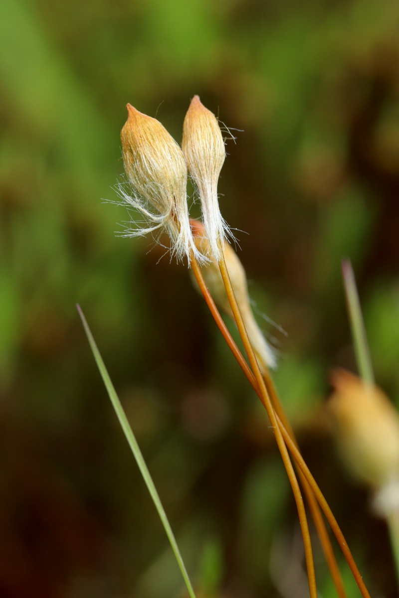 Изображение особи Polytrichum swartzii.