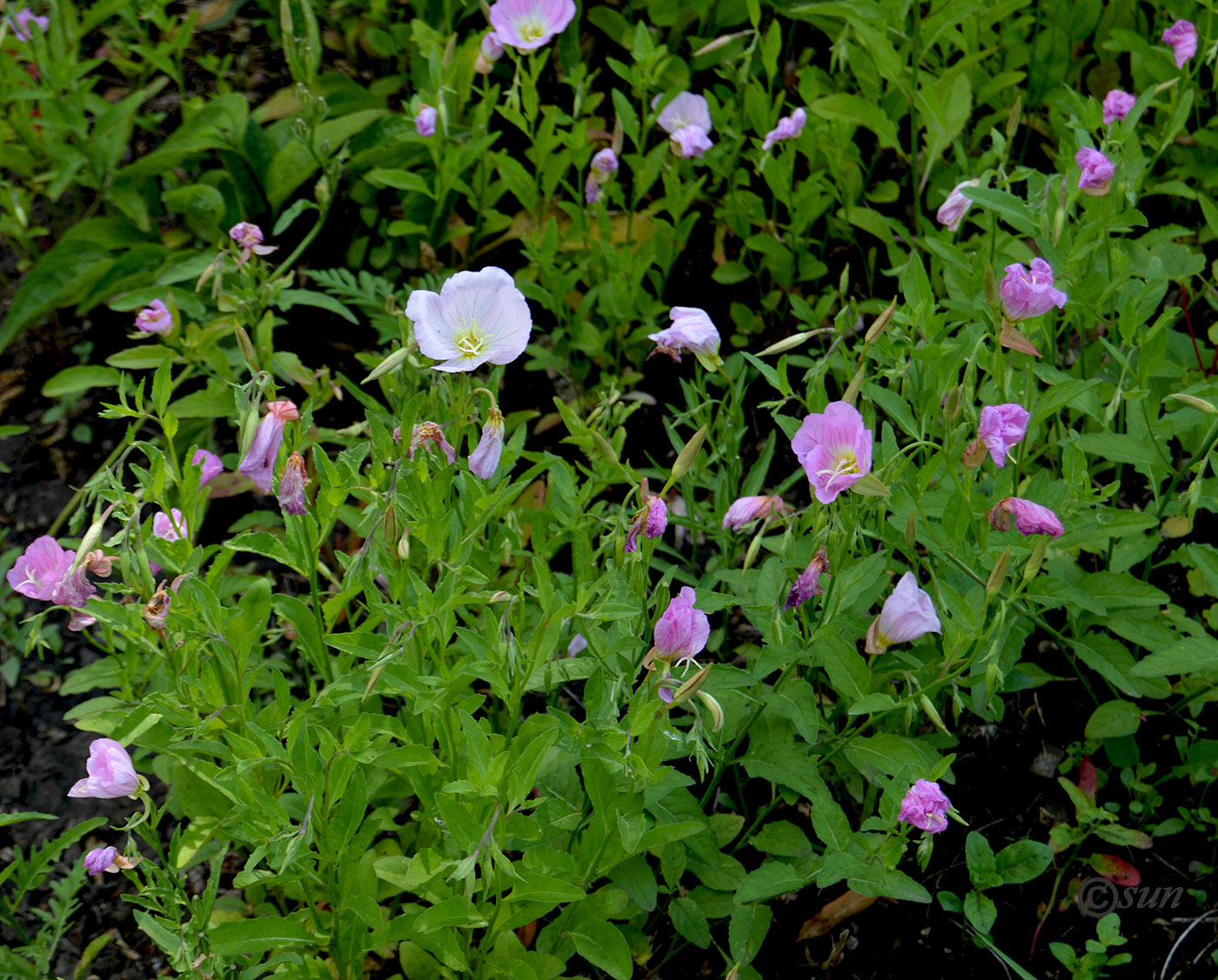 Image of Oenothera speciosa specimen.