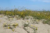 Hieracium umbellatum разновидность dunale. Цветущие растения в псаммофильном ястребинково-злаковом сообществе. Ленинградская обл., Кингисеппский р-н, окр. дер. Выбье, песчаный береговой вал, тыльная сторона. 13.07.2025.