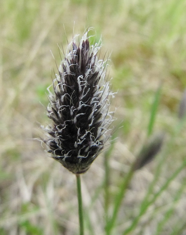 Image of Alopecurus alpinus specimen.