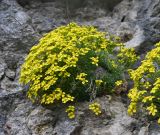 genus Draba
