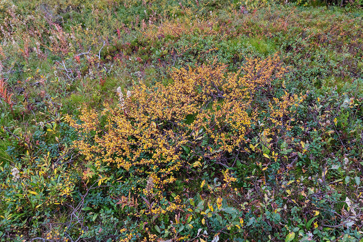 Image of Betula nana specimen.