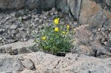 genus Youngia