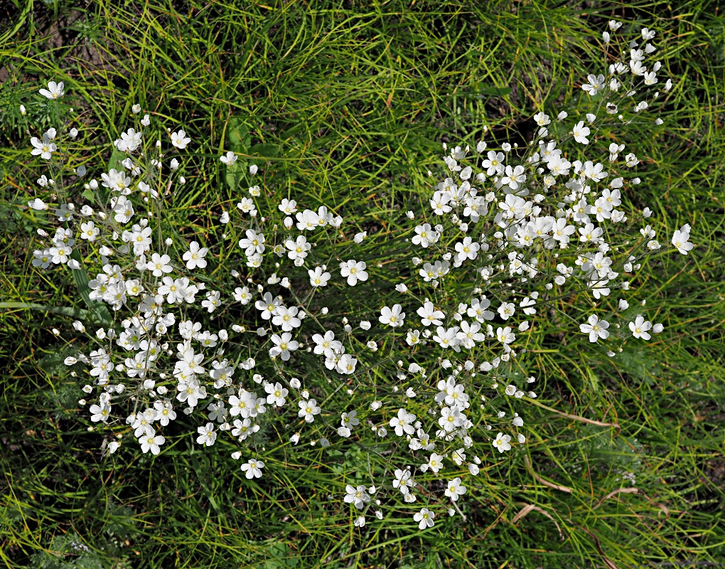 Image of Eremogone biebersteinii specimen.