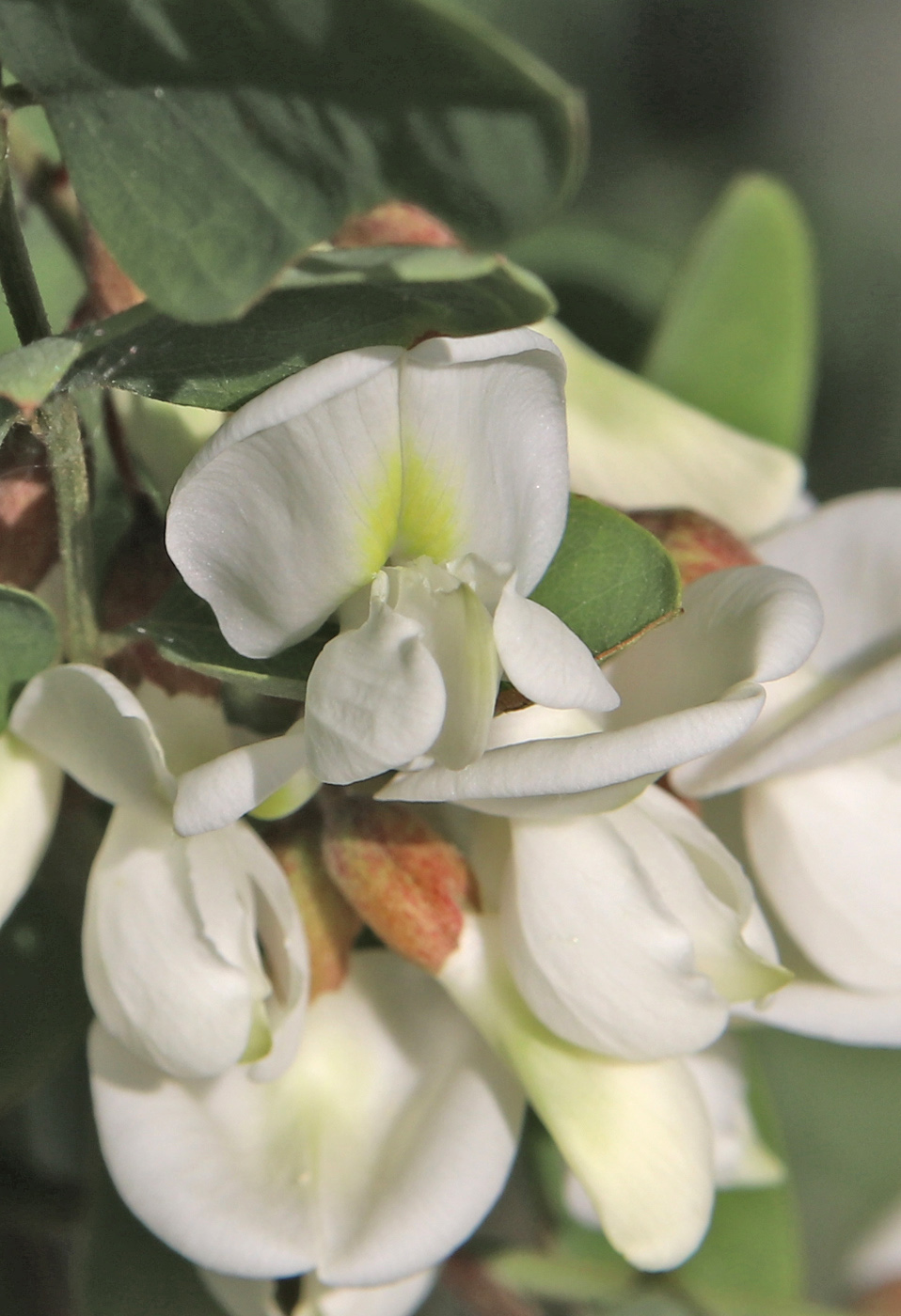Изображение особи Robinia pseudoacacia.