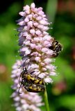 Bistorta officinalis. Соцветие со спаривающимися жуками и пчелой. Башкортостан, Белорецкий р-н, дер. Кулмас; Южный Урал, берег р. Басу, крутой склон горы. 1 июня 2022 г.