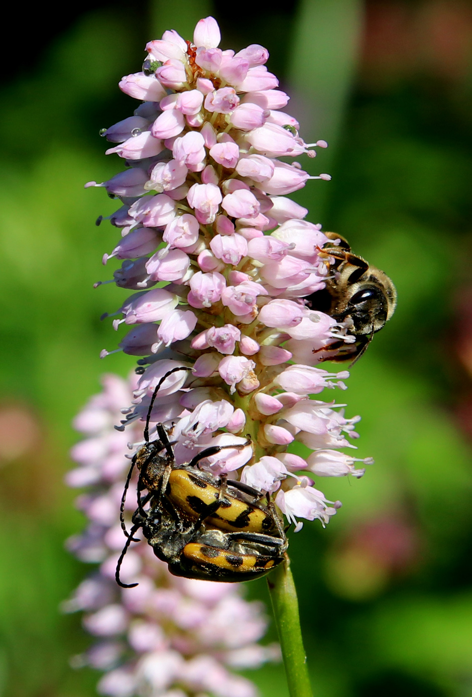 Image of Bistorta officinalis specimen.