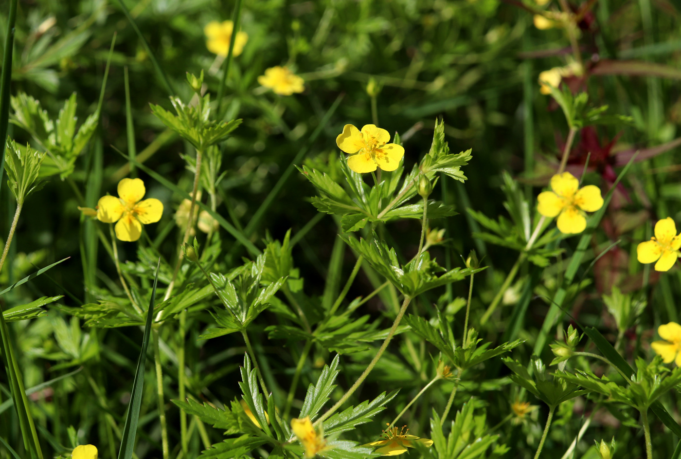 Image of Potentilla erecta specimen.