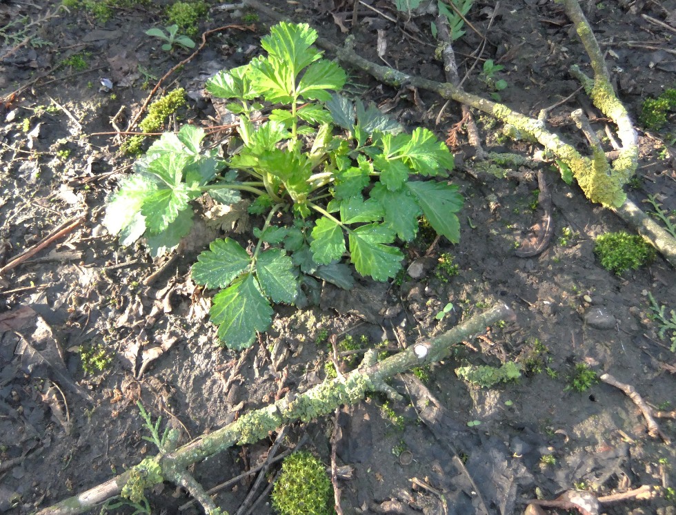Image of Geum urbanum specimen.