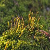 Leskea polycarpa. Спороносящие растения. На территории СОЛ СГУ \"Чардым\". На стволе дерева. 26.11.2025.