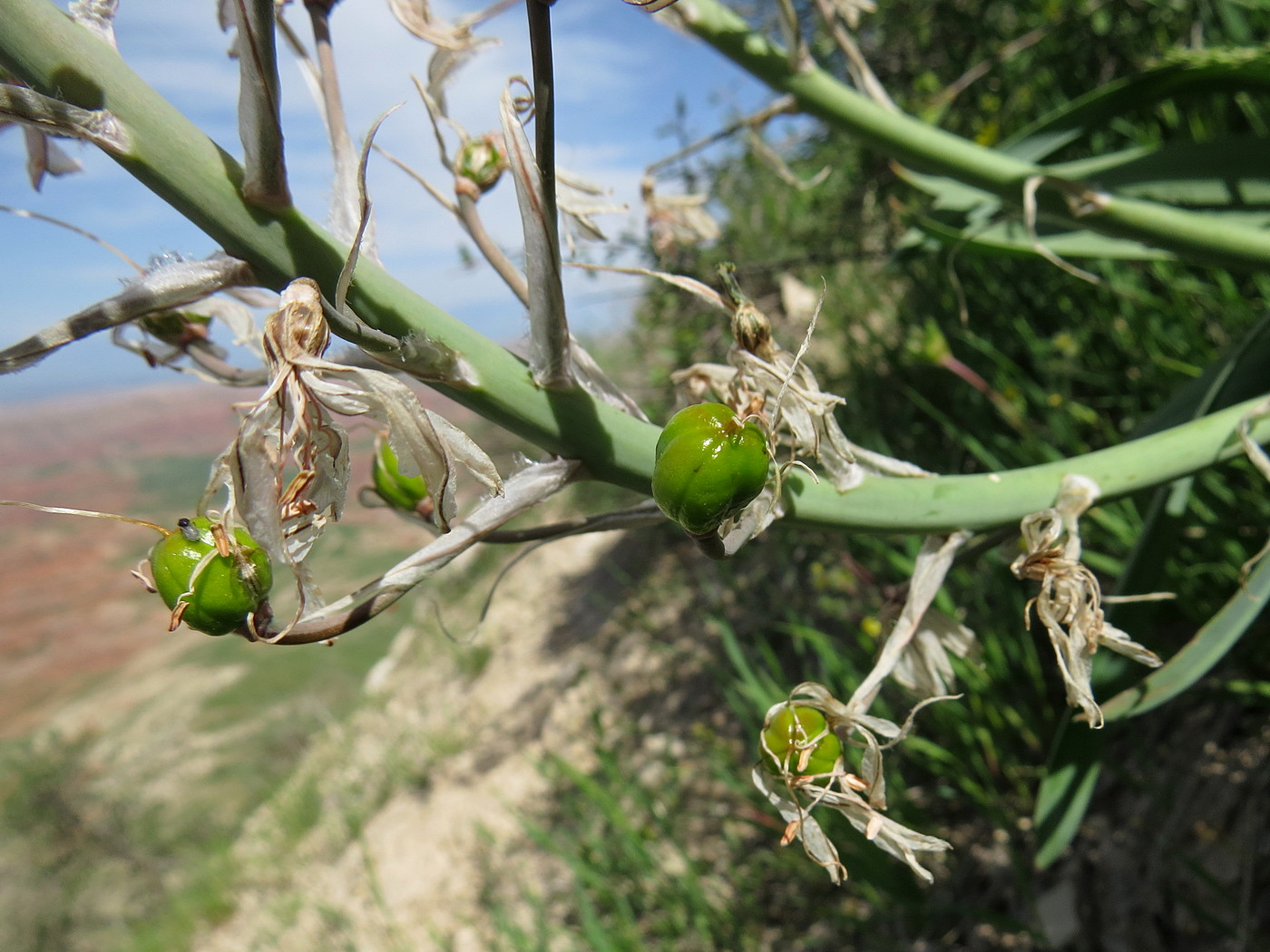 Image of Eremurus alberti specimen.
