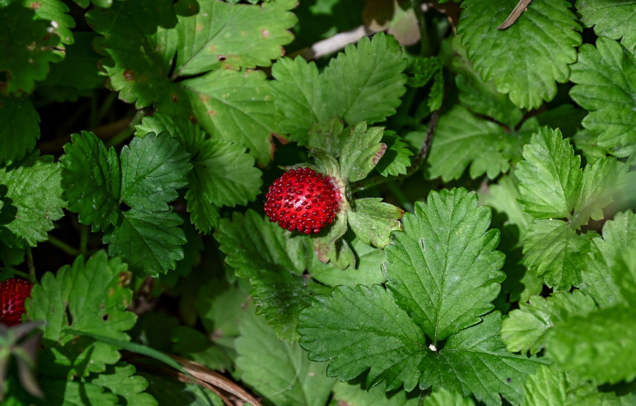 Изображение особи Duchesnea indica.