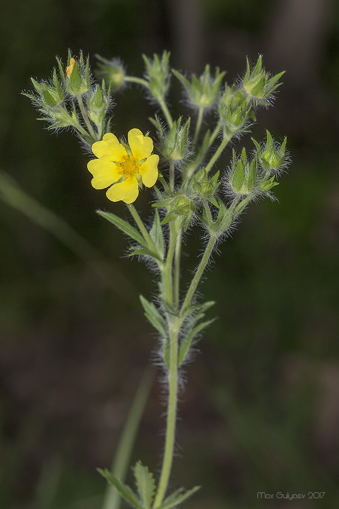 Изображение особи Potentilla recta.