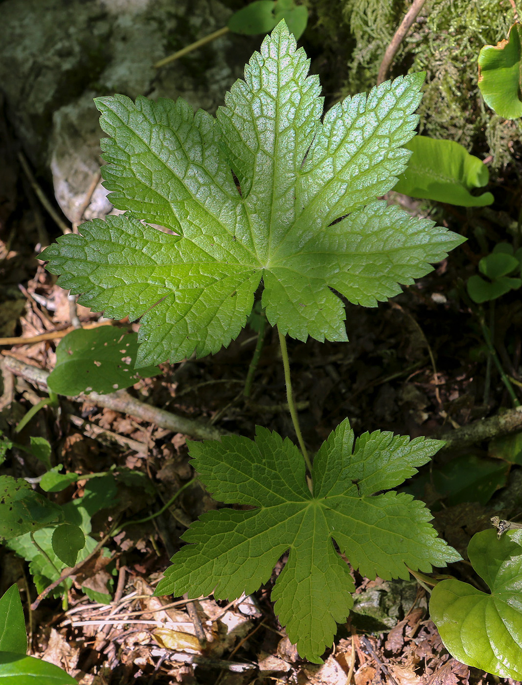 Image of Geranium gracile specimen.