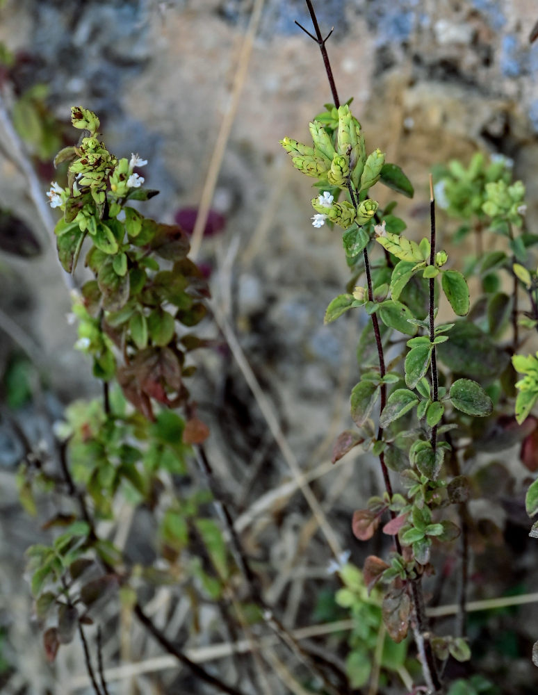Изображение особи Origanum vulgare ssp. viride.