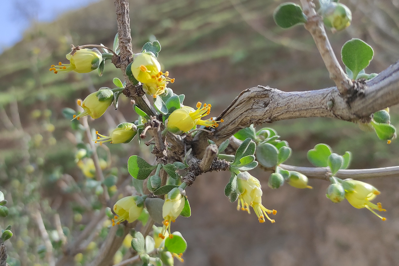 Изображение особи Zygophyllum gontscharovii.
