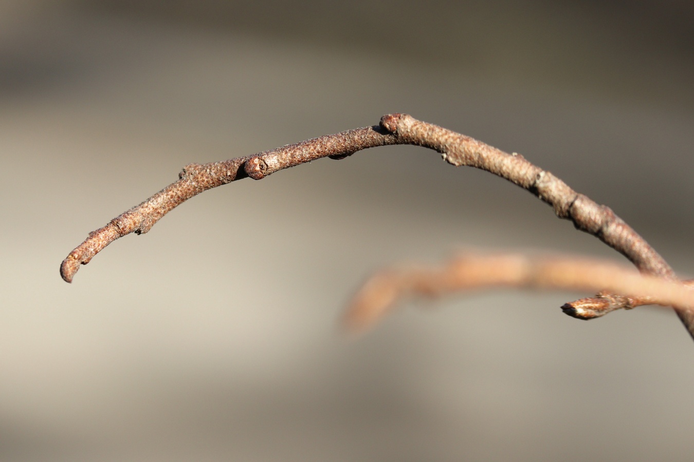 Изображение особи Elaeagnus commutata.