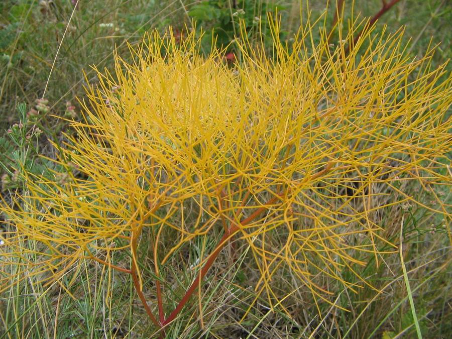 Image of Prangos trifida specimen.