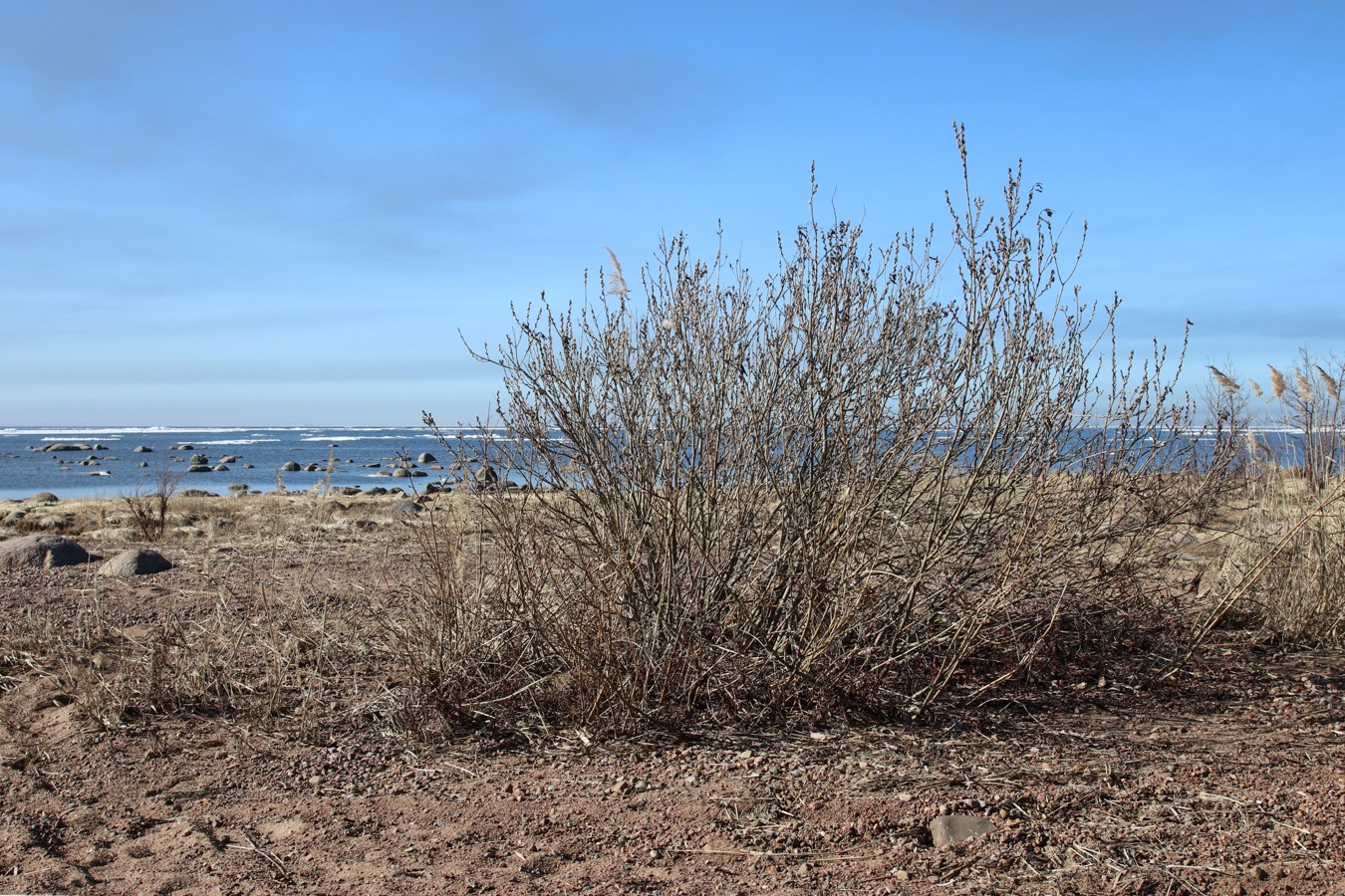 Изображение особи род Salix.