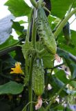 Cucumis sativus. Часть побега с незрелыми плодами. 18.04.2026.