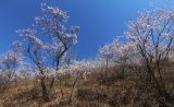 Armeniaca sibirica. Заросли цветущих растений на юго-восточном склоне. Приморский край, Пограничный р-н, окр. пгт Пограничный. 01.05.2026.