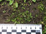 Androsace filiformis. Проростки (многочисленные, мелкие, зелёные). Красноярский край, Ермаковский р-н, пос. Танзыбей, сорное на огороде. 17.05.2026.