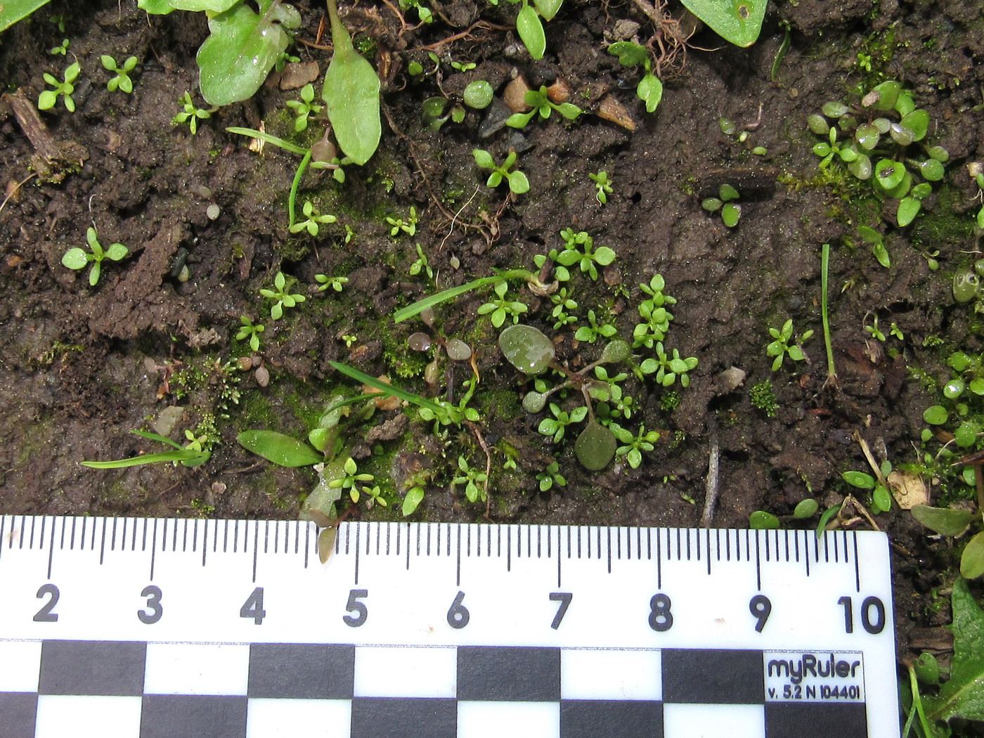 Image of Androsace filiformis specimen.