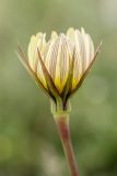 genus Tragopogon