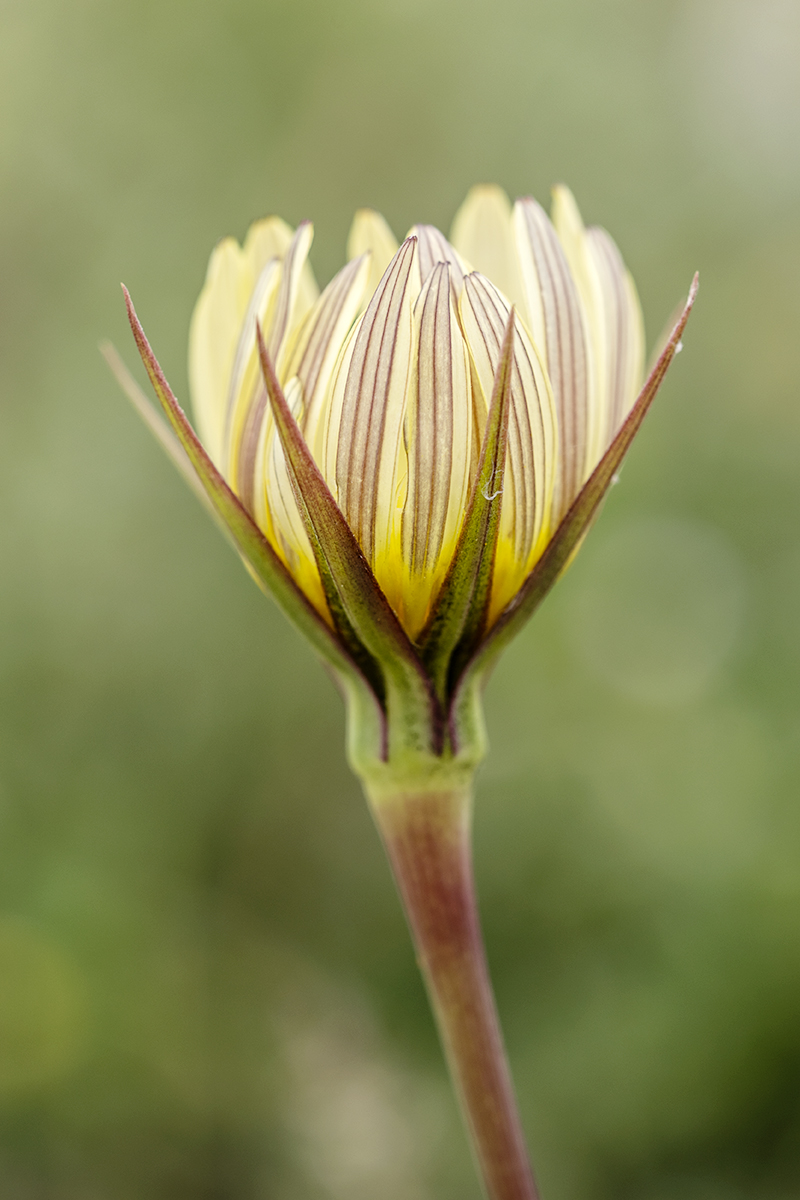 Image of genus Tragopogon specimen.