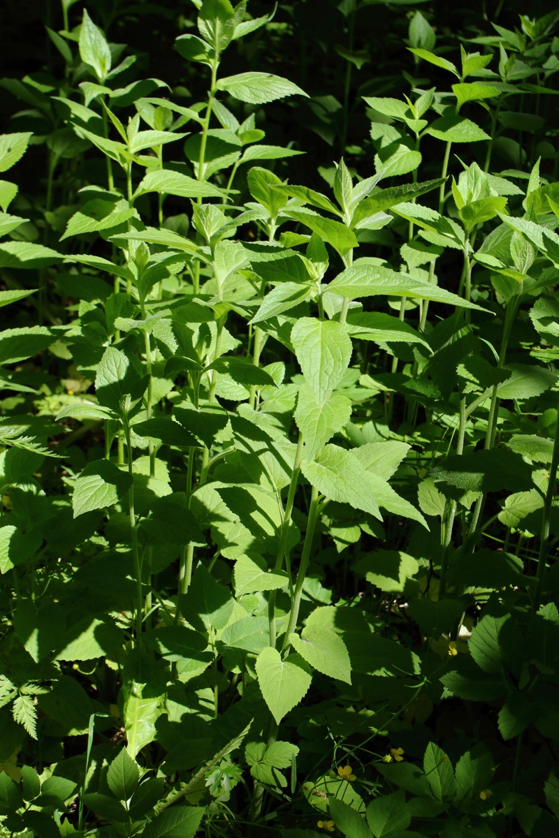 Image of genus Campanula specimen.