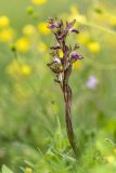 genus Anacamptis