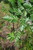 род Sorbus