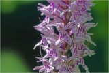 Dactylorhiza fuchsii