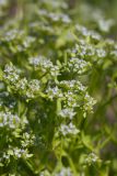 genus Valerianella. Соцветия. Ростовская обл., Мясниковский р-н, окр. хут. Недвиговка, вдоль обочины. 02.05.2011.