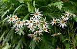 Argyranthemum pinnatifidum