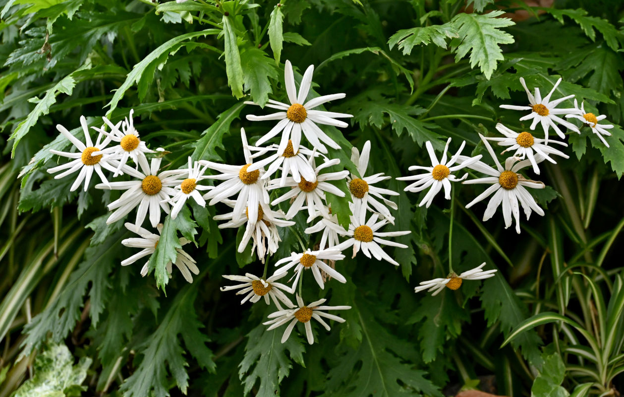 Image of Argyranthemum pinnatifidum specimen.