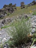 genus Scrophularia
