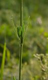 genus Silene