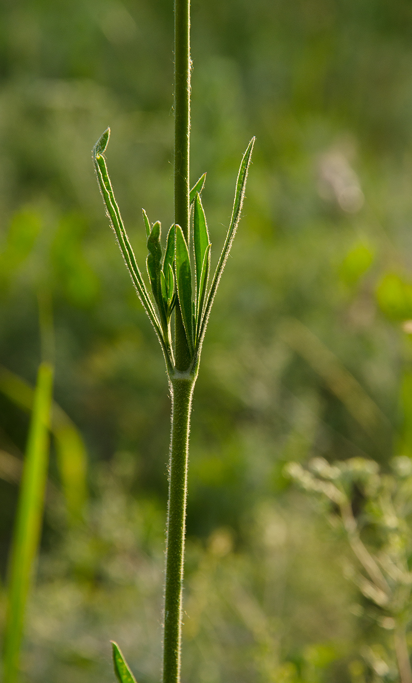 Image of genus Silene specimen.